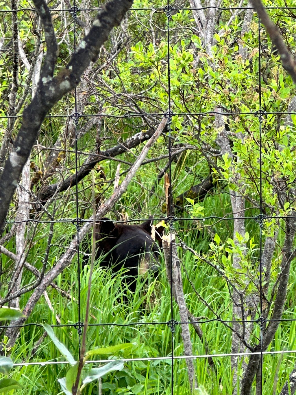 Black Bear Exhibit | 43520 Seward Hwy, Girdwood, AK 99587, USA | Phone: (907) 783-0058