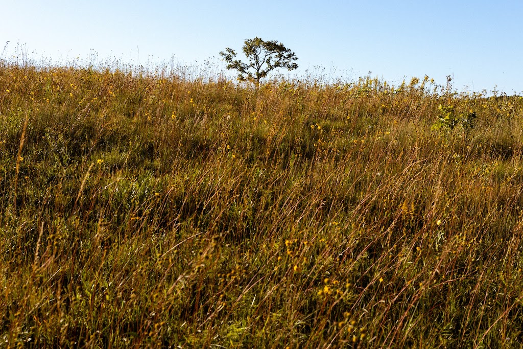 Black Earth Rettenmund Prairie State Natural Area | Fesenfeld Rd, Black Earth, WI 53515, USA | Phone: (608) 266-2621