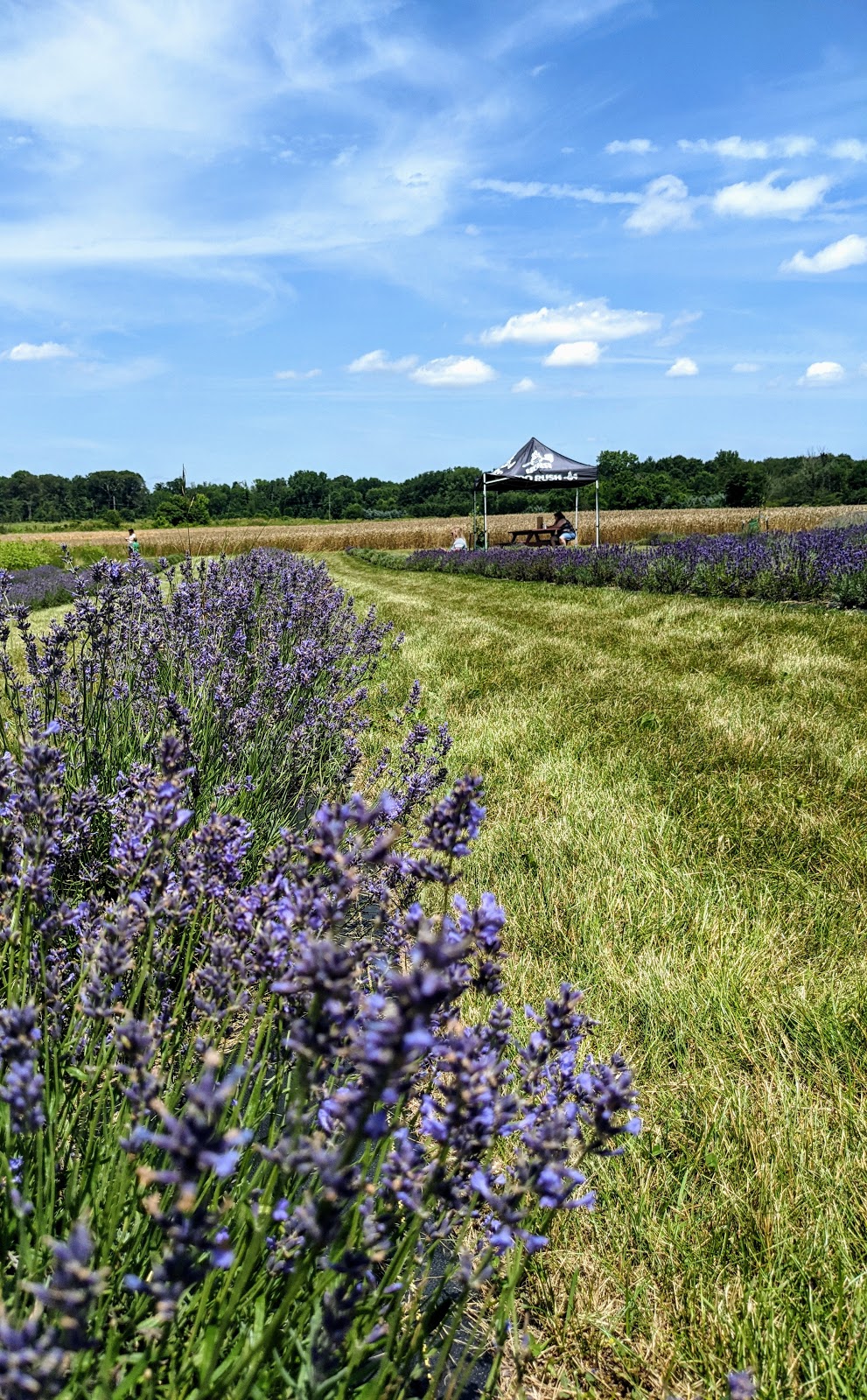 Maize Valley Winery & Craft Brewery | 6193 Edison St NE, Hartville, OH 44632, USA | Phone: (330) 877-8344