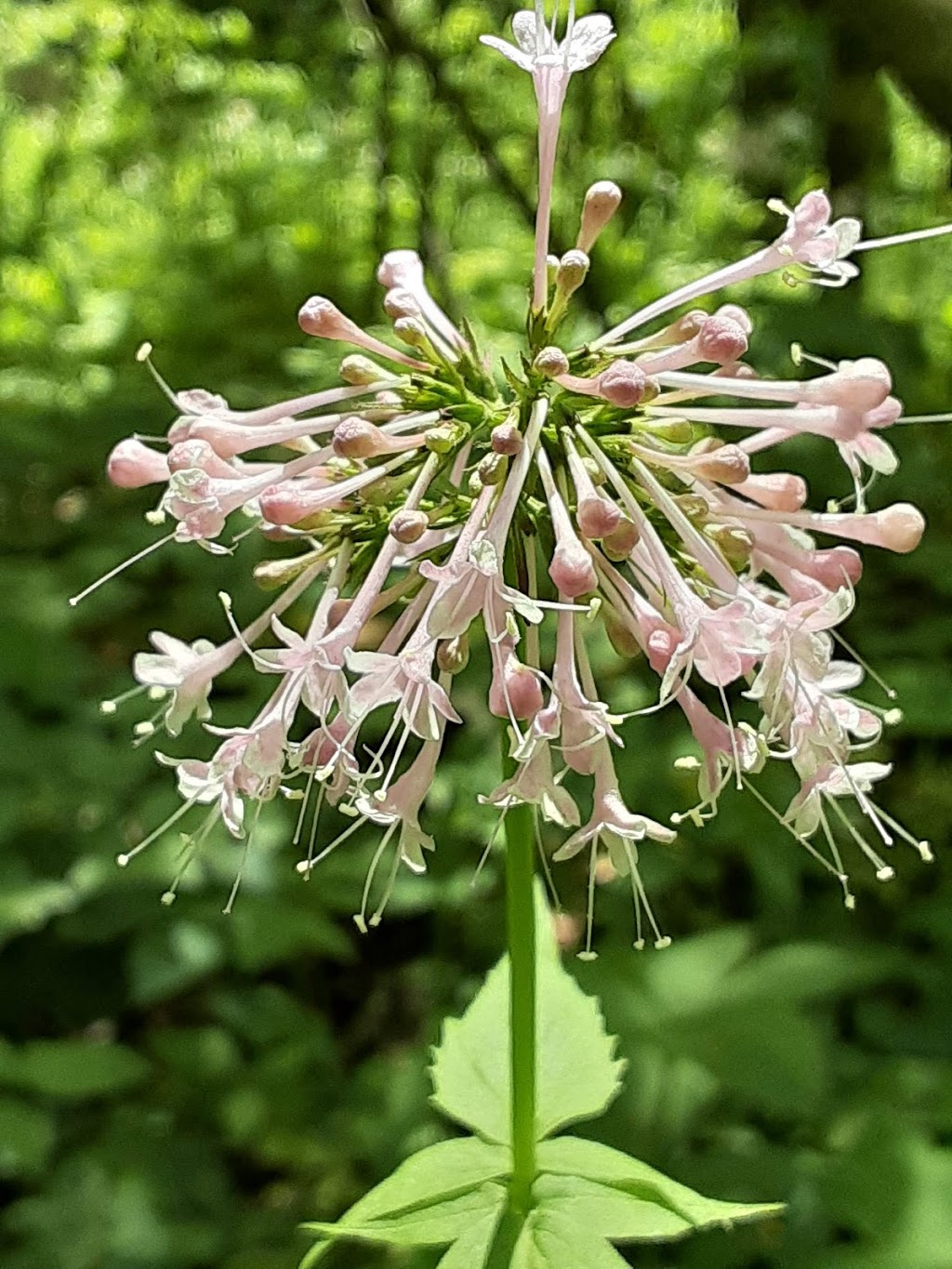 Caesar Creek Gorge State Nature Preserve | 4080 Corwin Rd, Oregonia, OH 45054, USA | Phone: (614) 265-6561