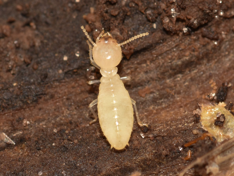 Coweta / Fayette Termite Pest Control & Wildlife | 90 E Broad St, Newnan, GA 30263, USA | Phone: (770) 328-5625