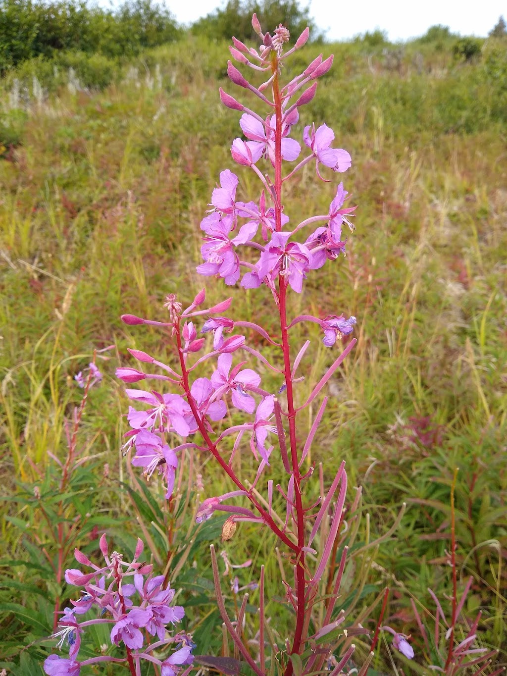 Flattop / Glen Alps Trailhead Parking | Parking lot, 13101 Glen Alps Rd, Anchorage, AK 99516, USA | Phone: (907) 345-5014