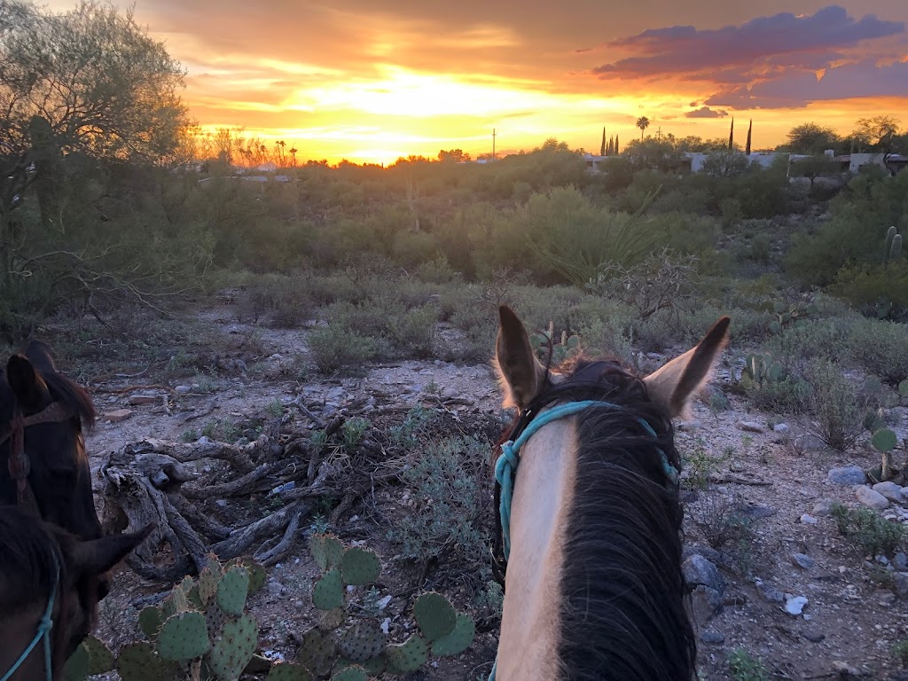 Catalina Horseback Riding | 245 E Ina Rd, Tucson, AZ 85704, USA | Phone: (520) 631-3787