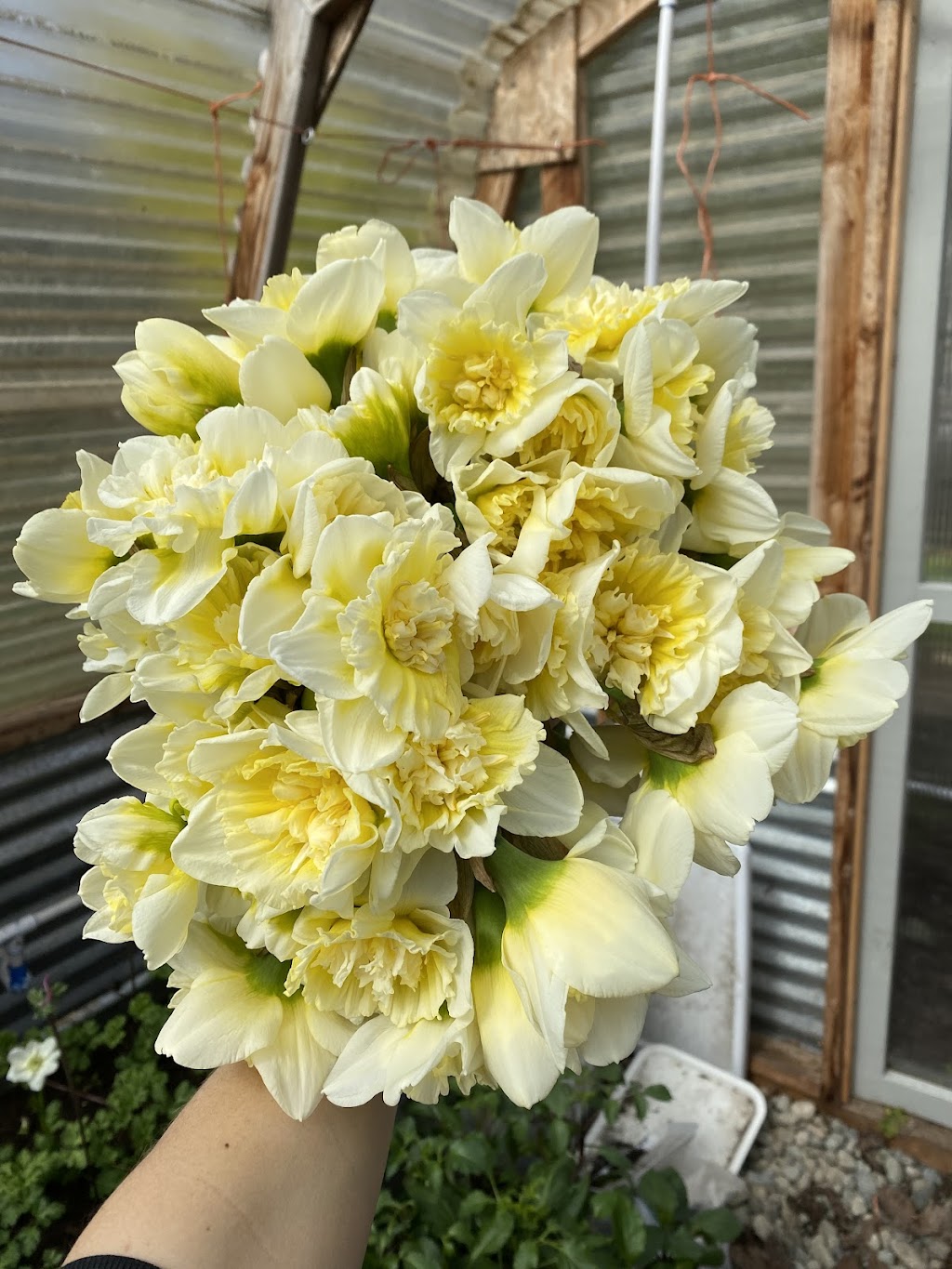 Coras Cut Flowers | 19472 Clear Creek Rd NW, Poulsbo, WA 98370, USA | Phone: (360) 461-9668