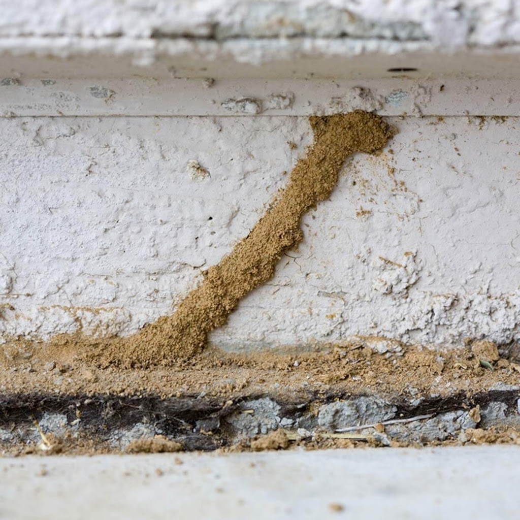 Rush Termite and Pest Control | 2599 W Bentrup St, Chandler, AZ 85224, USA | Phone: (480) 248-8350