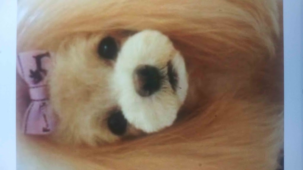 Furbabyspetgrooming | 8410 N Hickory Ln, Riverview, FL 33578, USA | Phone: (813) 404-9059