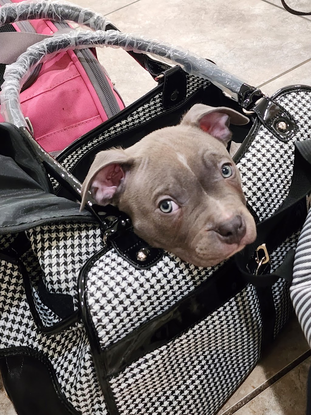 Lake Panasoffkee Animal Clinic | 1310 N County Rd 470, Lake Panasoffkee, FL 33538, USA | Phone: (352) 569-4018