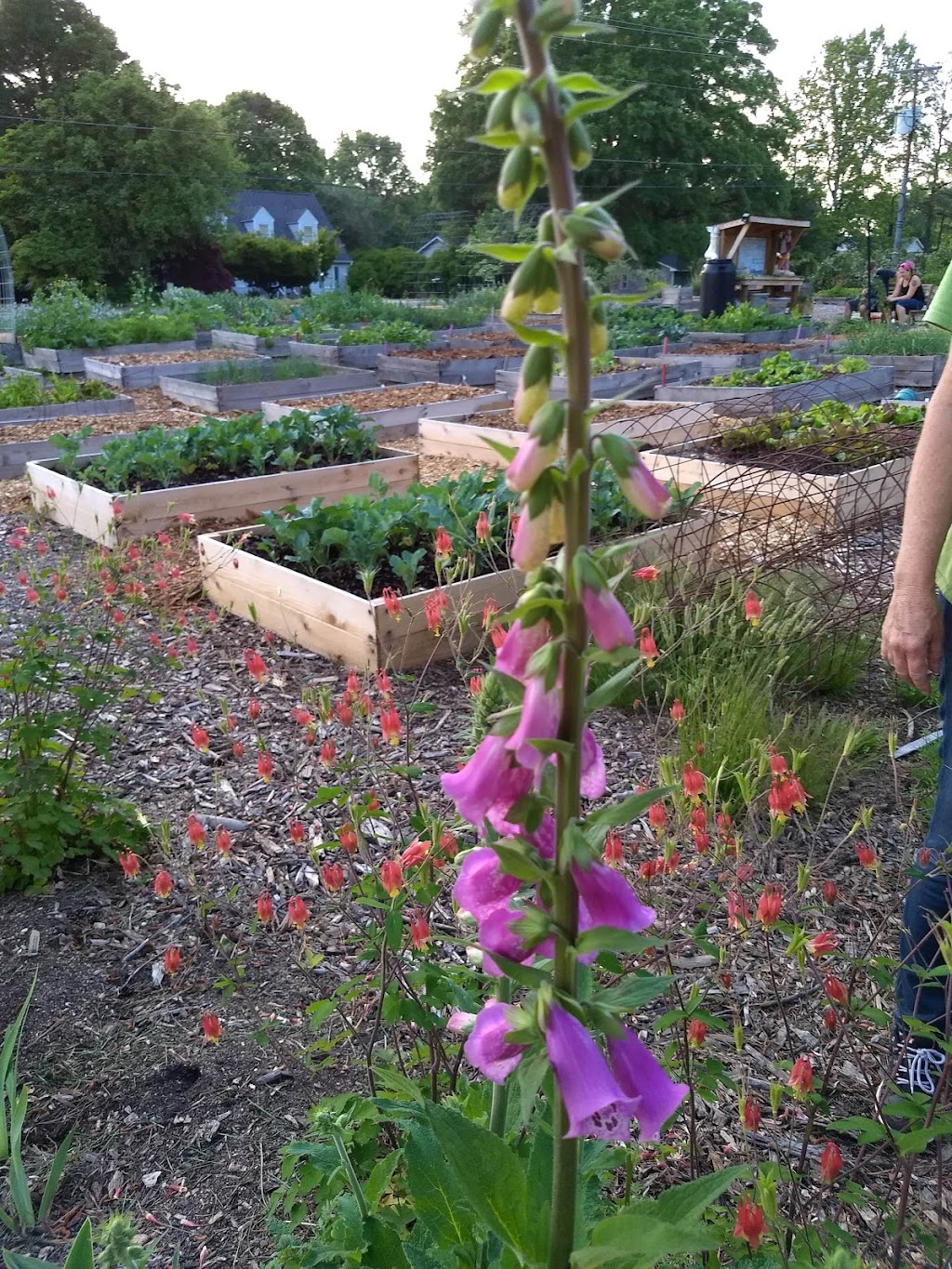 Garner Grows Community Garden | 550 Thompson Rd, Garner, NC 27529, USA | Phone: (919) 307-6047