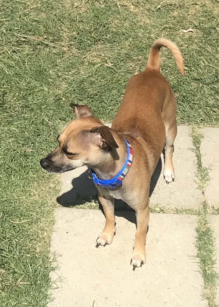 Parker Sitting - North Texas Dog Sitter | 1418 Feather Crest Dr, Krum, TX 76249, USA | Phone: (940) 255-1675