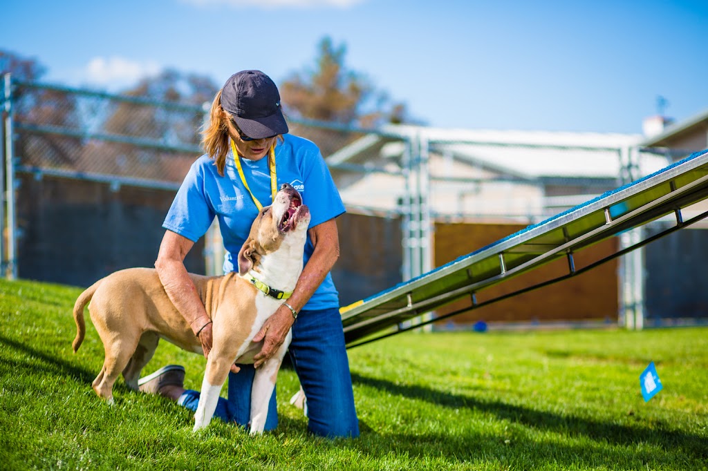 Placer County Animal Services Center | 11232 B Ave, Auburn, CA 95603, USA | Phone: (530) 886-5500