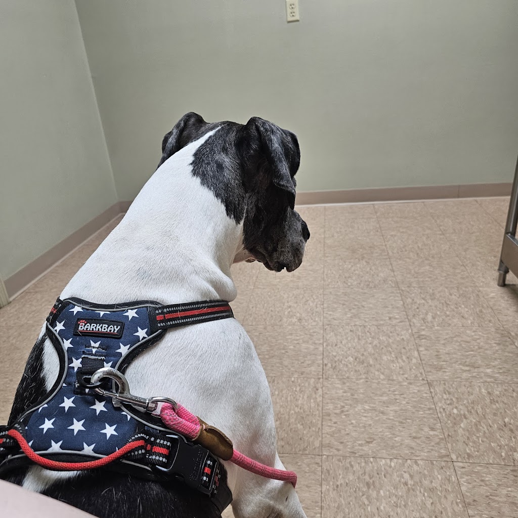 Lake Panasoffkee Animal Clinic | 1310 N County Rd 470, Lake Panasoffkee, FL 33538, USA | Phone: (352) 569-4018