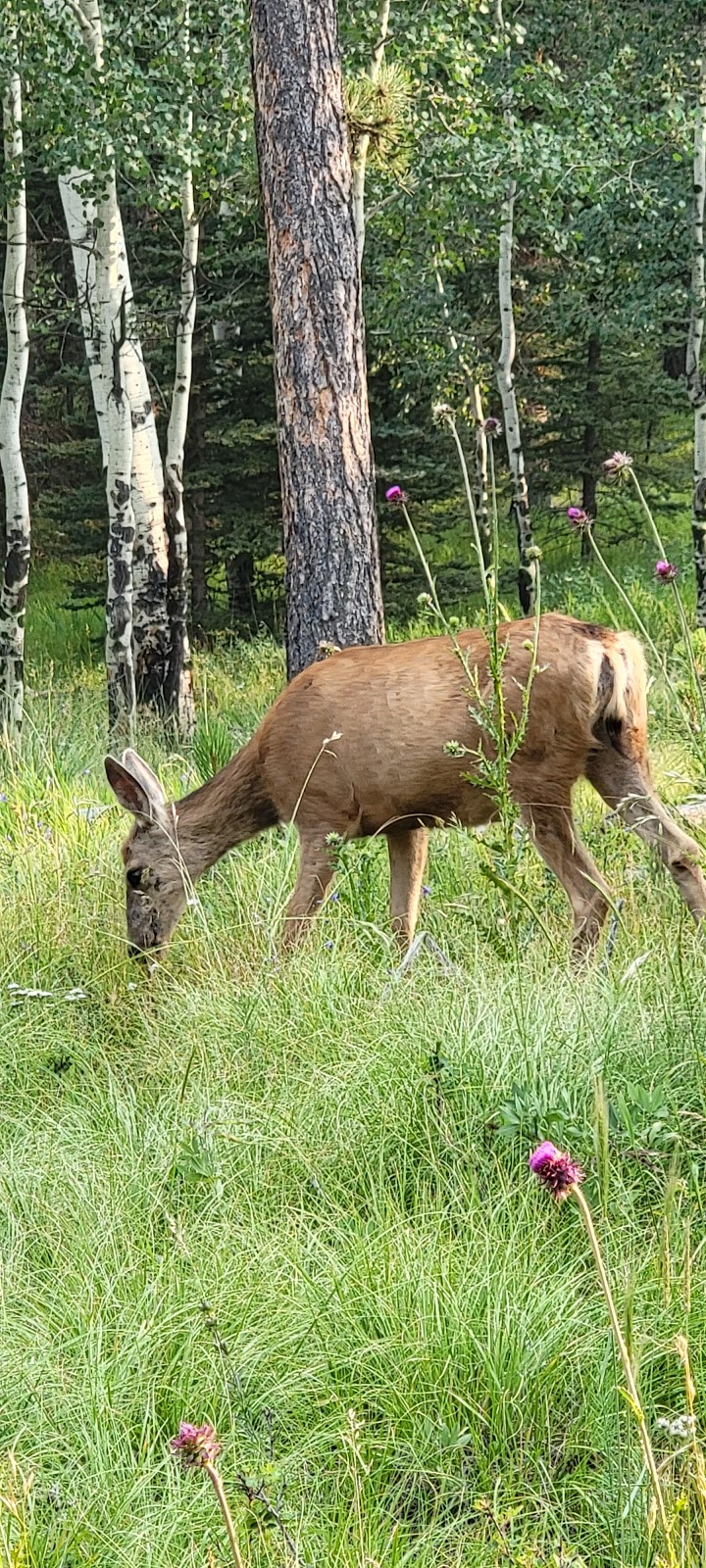 Springdale Campground | Rampart Range Rd, Woodland Park, CO 80863 | Phone: (719) 553-1400