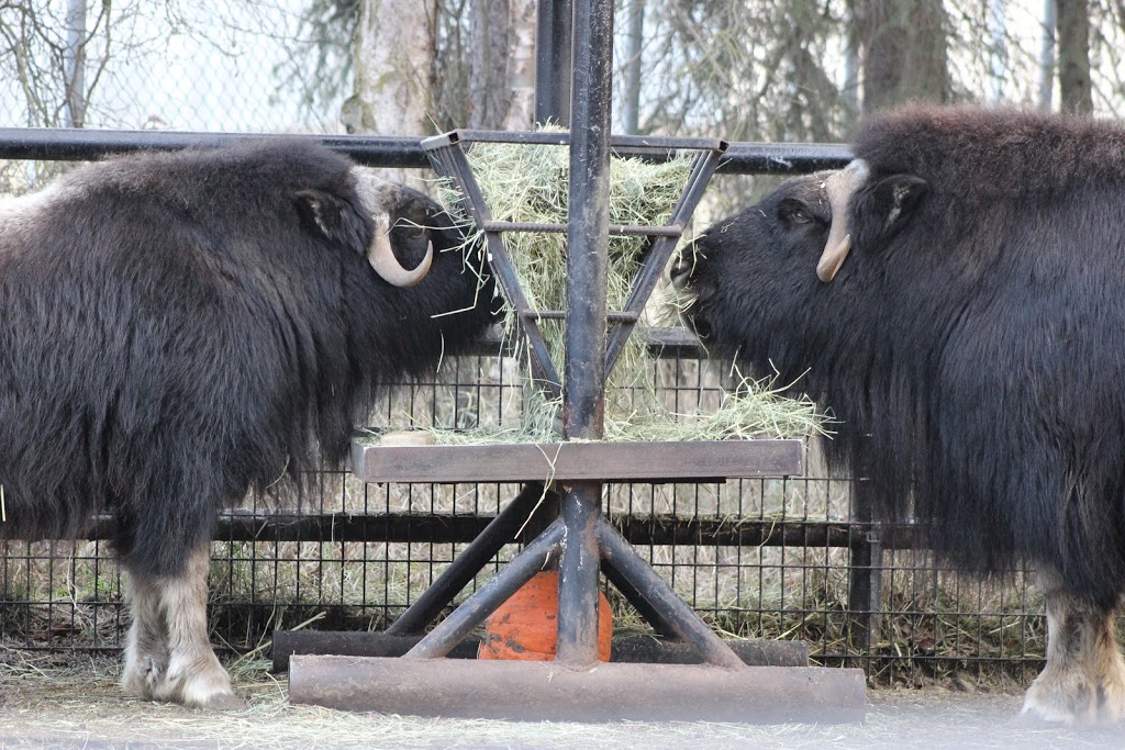 Musk Ox Exhibit | 4731 OMalley Rd, Anchorage, AK 99507, USA | Phone: (907) 346-2133