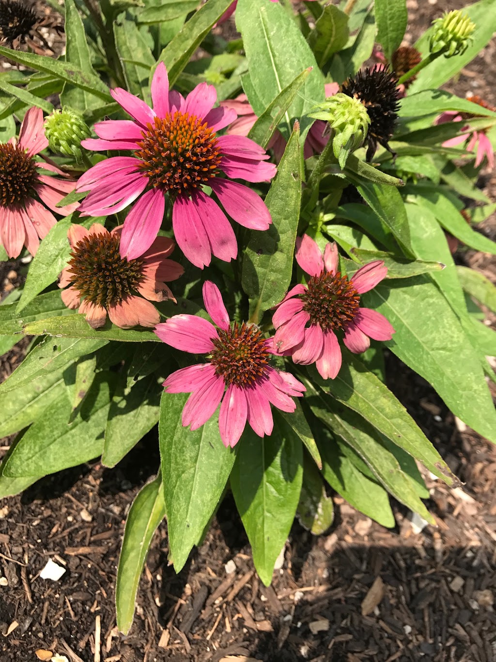 Pilgrim Labyrinth & Butterfly Garden | 3700 Gillham Rd, Kansas City, MO 64111, USA | Phone: (816) 753-6719