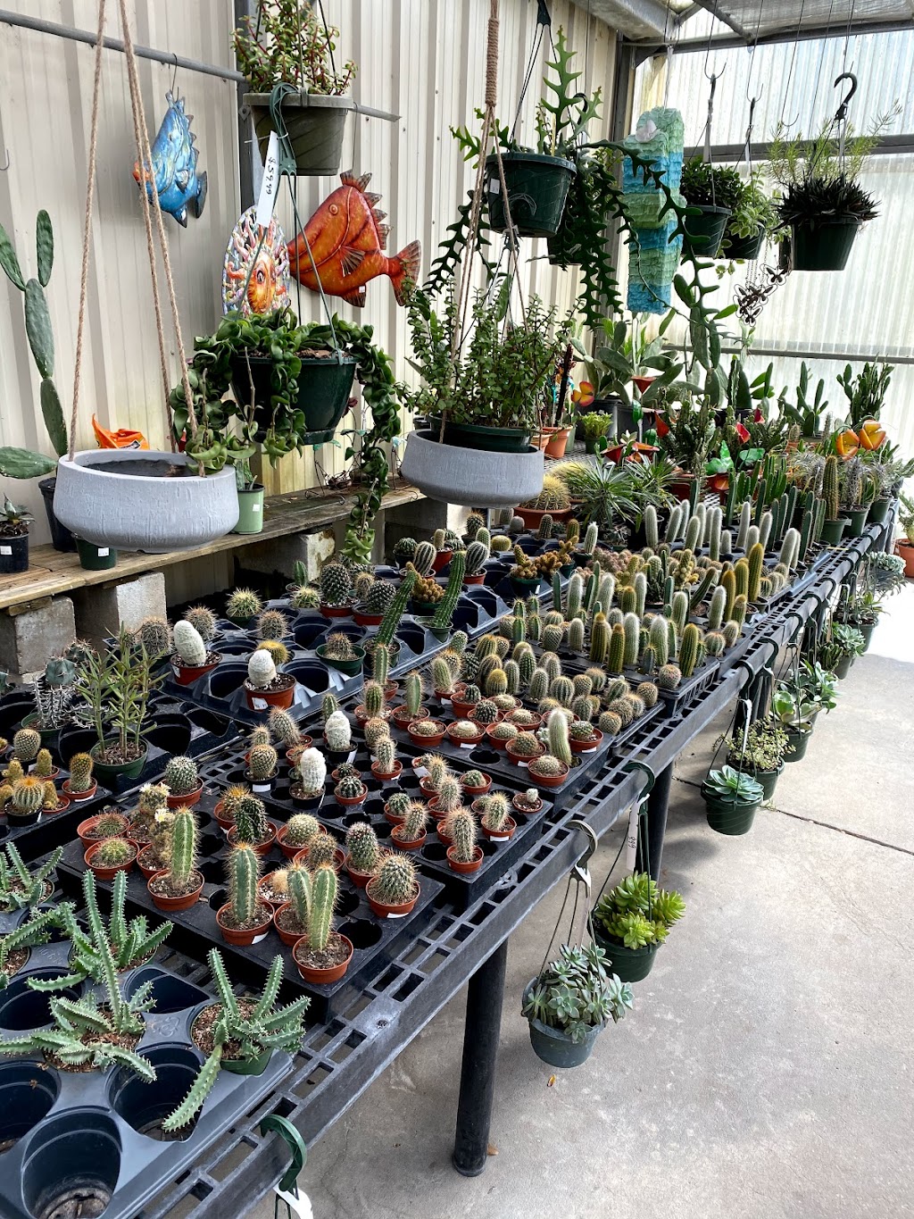 Plant Ranch Nursery | 14108 Beach Blvd, Jacksonville, FL 32250, USA | Phone: (904) 223-4546