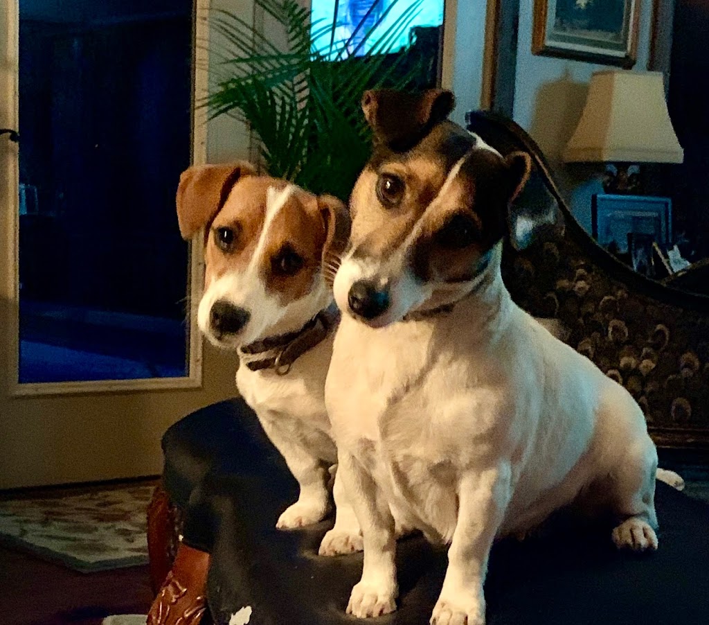 42 Jack Russell Terriers | 354198 E 1000 Rd, Prague, OK 74864, USA | Phone: (405) 567-1636