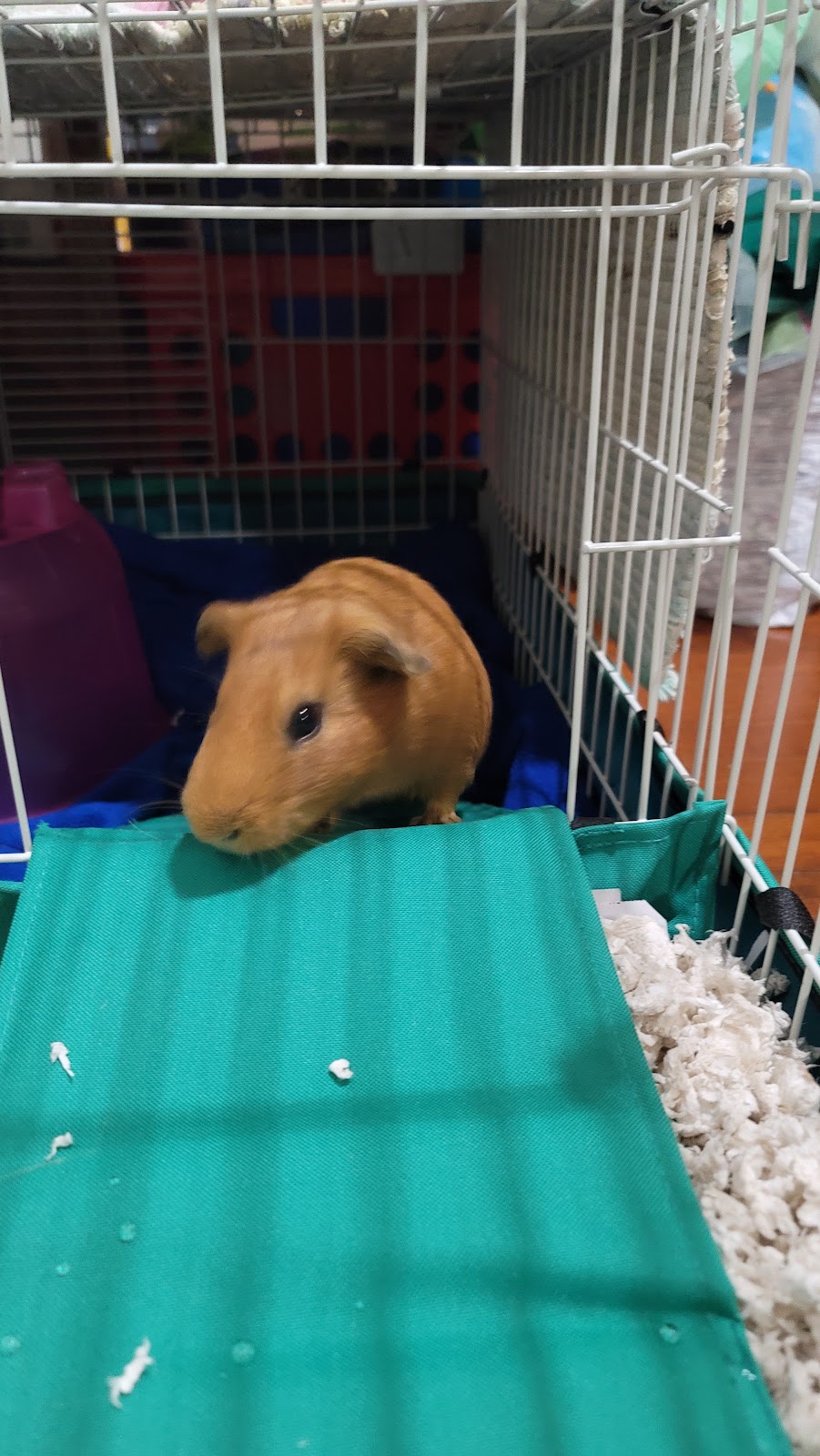 Petco | 160 E El Camino Real, Sunnyvale, CA 94087, USA | Phone: (408) 774-0171