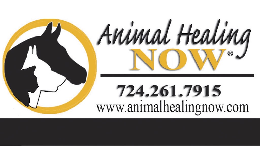 Animal Healing NOW with Dr. Michael Savko | Veterinary Service, 119 Stan Ave, New Stanton, PA 15672, USA | Phone: (724) 261-7915