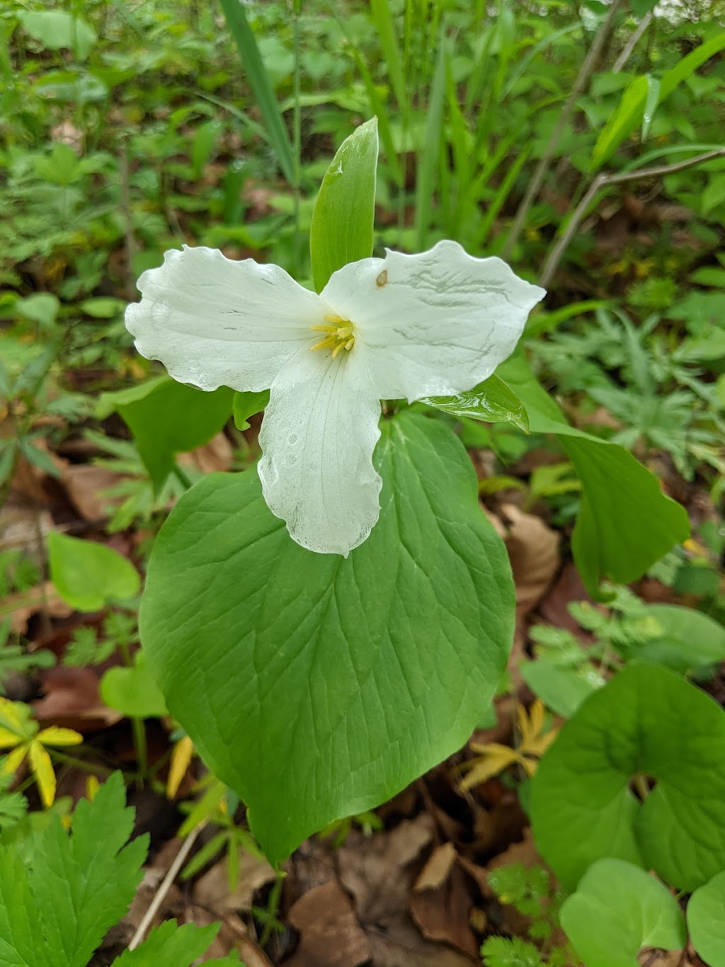 Dr. Nathan Hale Riparian Reserve | 2979 Clarksville Rd, Clarksville, OH 45113, USA | Phone: (937) 382-4739