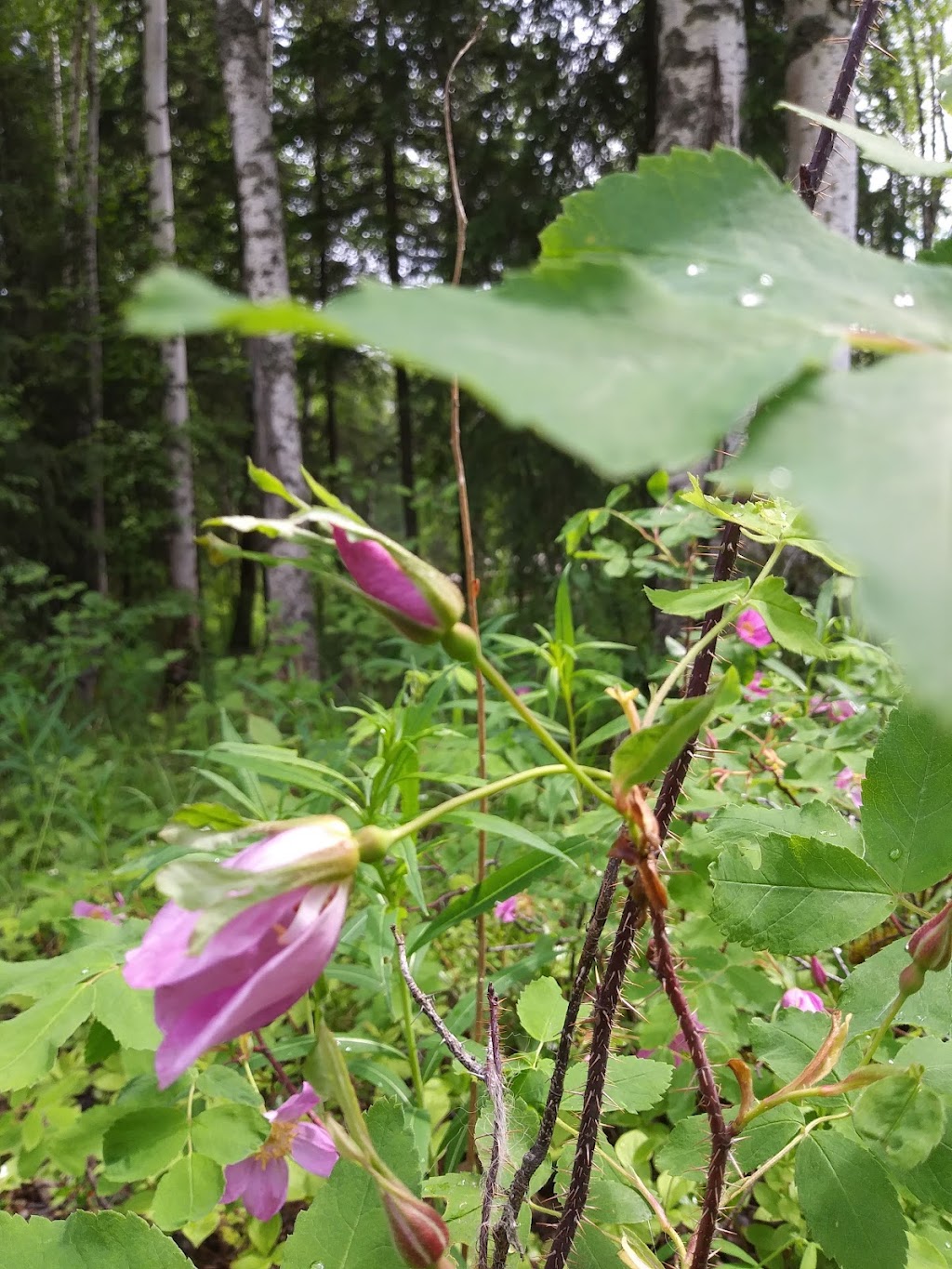 Meadow Lakes Christian Center | 1040 Pittman Rd, Wasilla, AK 99623, USA | Phone: (907) 357-8085