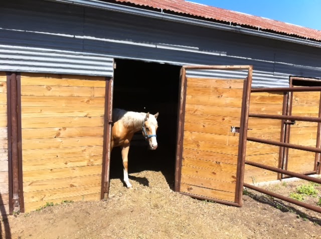 Younger Stables and Arena | 809 Younger Ranch Rd, Azle, TX 76020, USA | Phone: (817) 773-1479