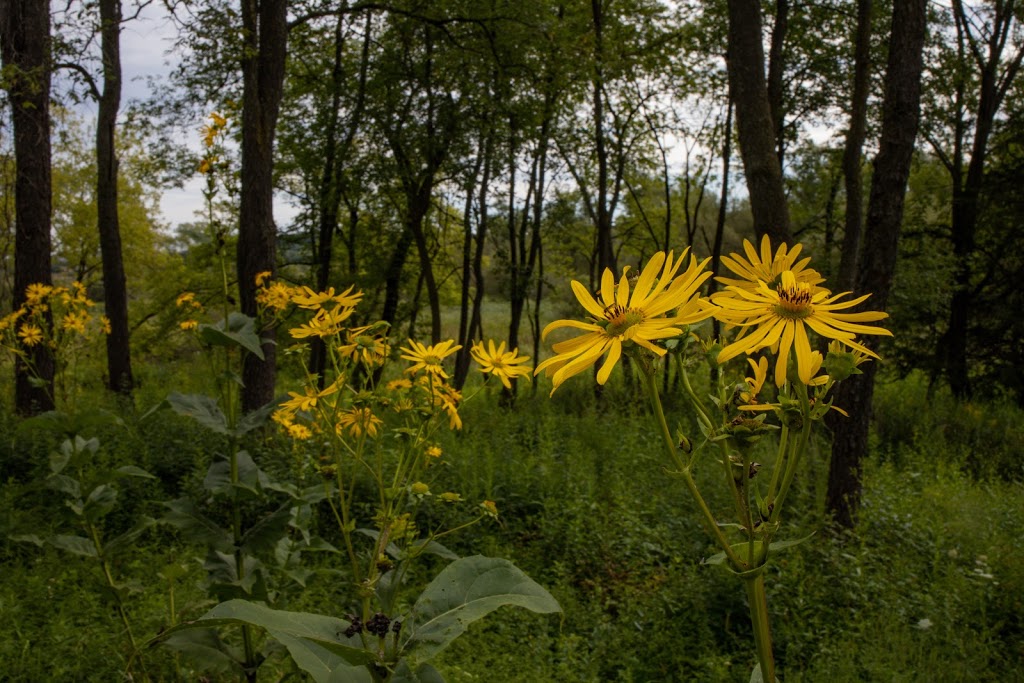 Pheasant Branch Conservancy | 4864 Pheasant Branch Rd, Middleton, WI 53562, USA | Phone: (608) 224-3730