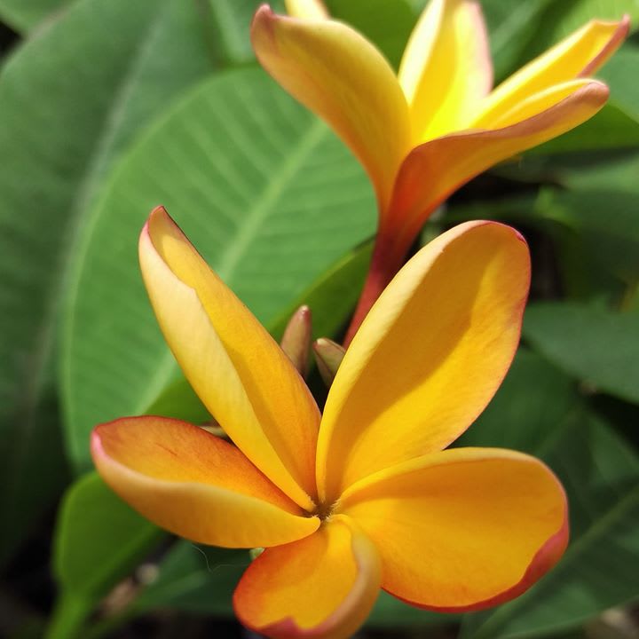 A Piece Of Paradise Hawaiian Plumeria | 26 Leilehua Rd, Wahiawa, HI 96786, USA | Phone: (808) 398-5203