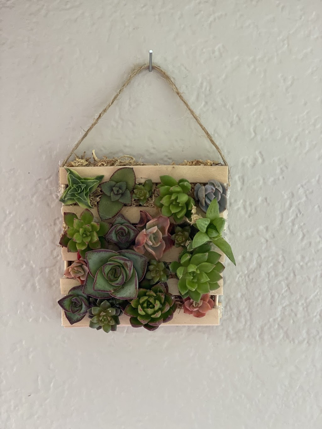 Sunshine Smiles Succulents | 1672 Carriage Cir, Vista, CA 92081, USA | Phone: (949) 278-7626