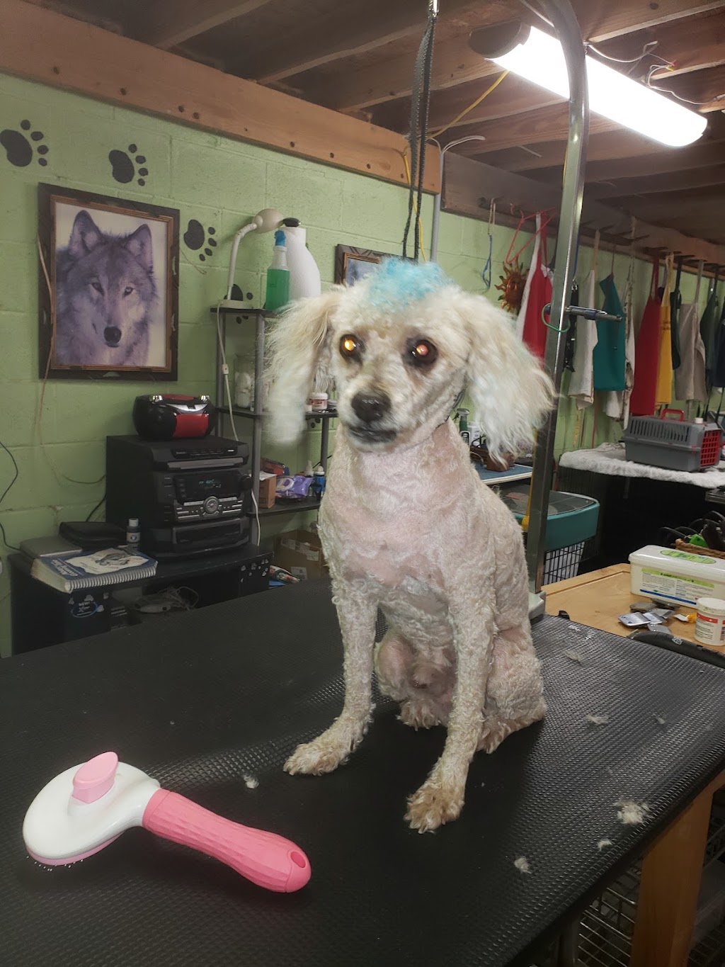 Nails To Tails Dog Grooming Spa | 240 Gliden Rd, Hobbsville, NC 27946, USA | Phone: (252) 221-8312
