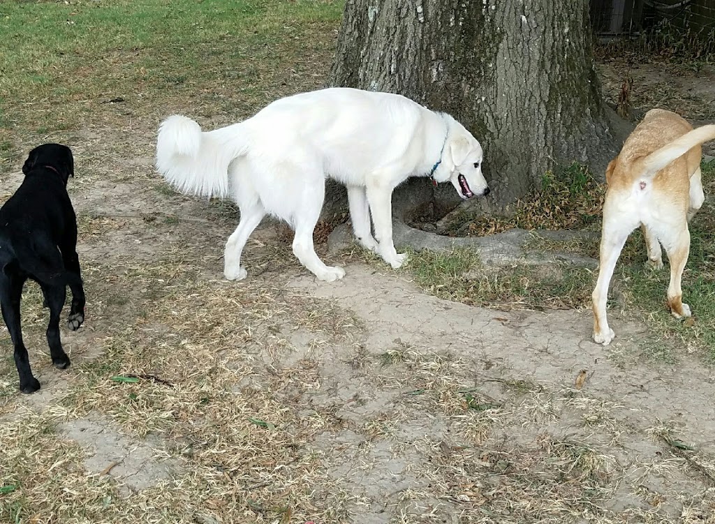 Happy Tails Groom & Board | 1411 US-61 South, Tunica, MS 38676, USA | Phone: (662) 357-8003