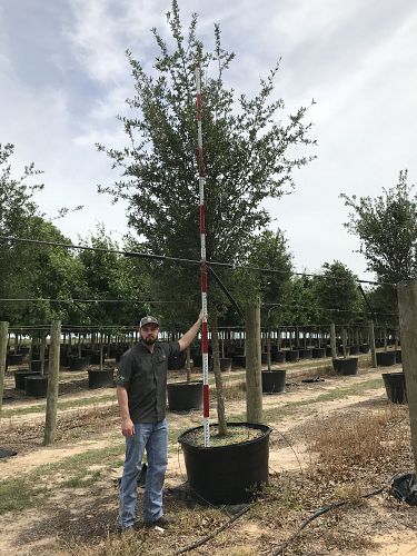 ATX TREES | 24250 Ranch Rd 12, Dripping Springs, TX 78620, USA | Phone: (512) 749-5149