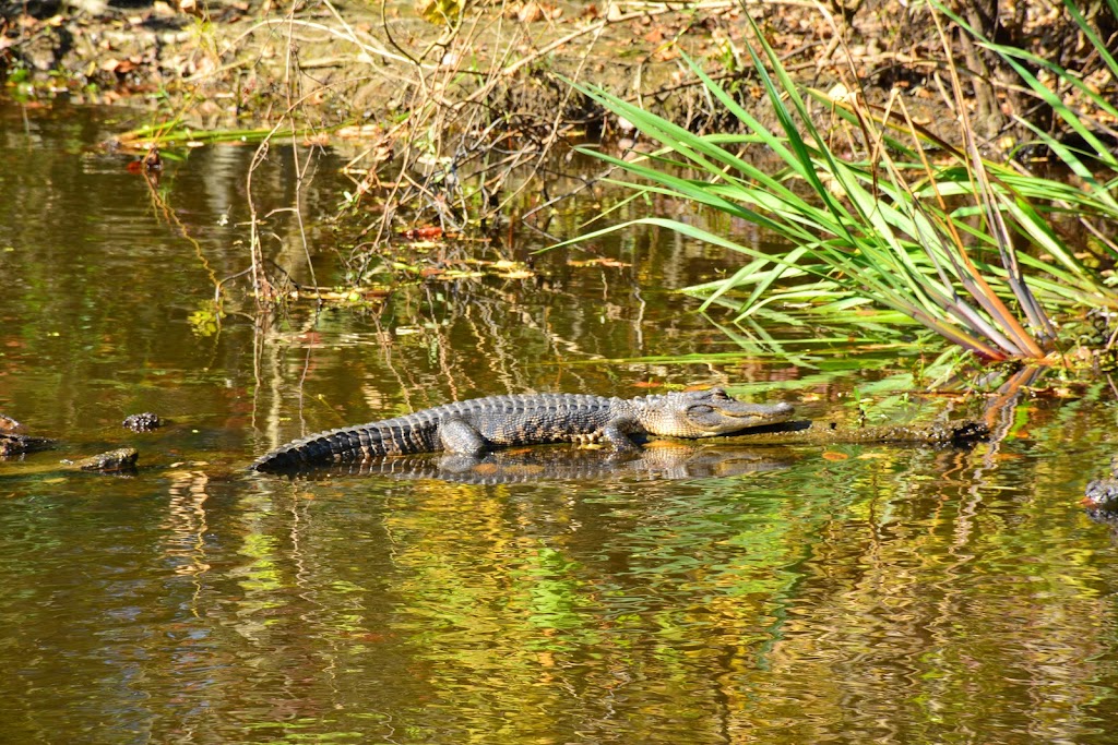 Maurepas Swamp Wildlife Management Area | Laplace, LA 70068, USA | Phone: (985) 543-4777