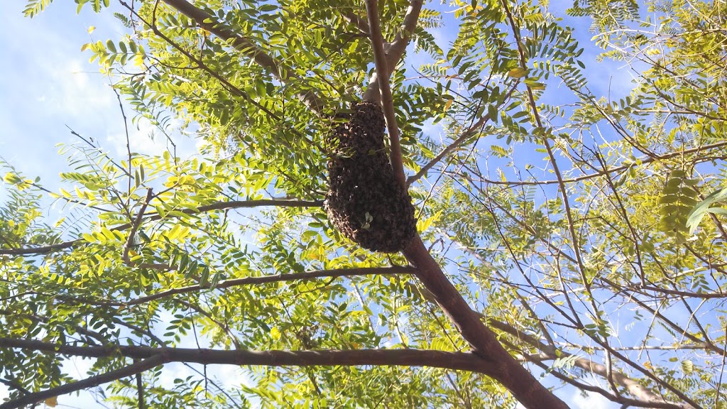 Phoenix Bee Removal | 9665 E Del Monte Ave, Gold Canyon, AZ 85118, USA | Phone: (480) 612-1620