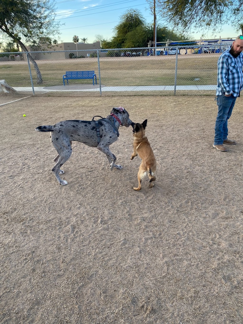 Friendship Dog Park | 12353 W McDowell Rd, Avondale, AZ 85392, USA | Phone: (623) 333-2400