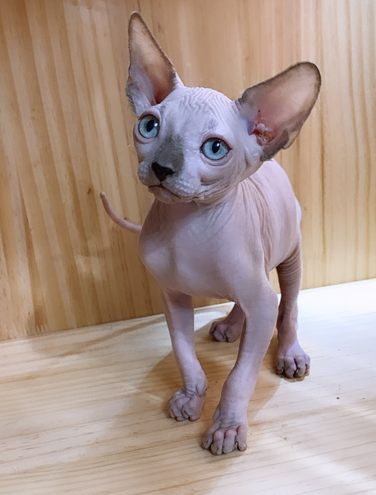 Sphynx in Texas | 8569 Woodlake Cir, Fort Worth, TX 76179, USA | Phone: (817) 819-0450