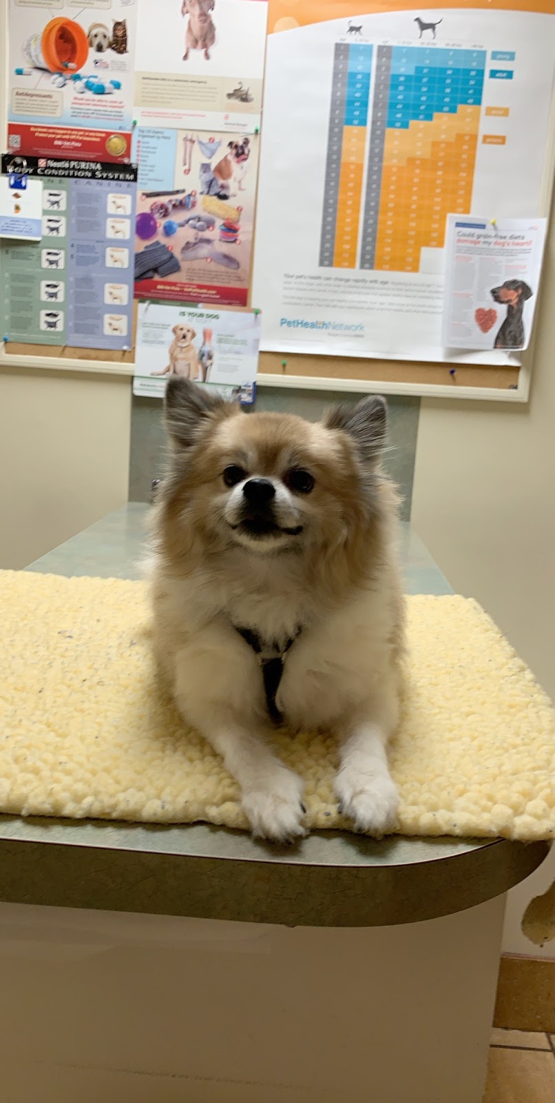 Dessau Veterinary Clinic | 12315 Dessau Rd, Austin, TX 78754, USA | Phone: (512) 339-3177