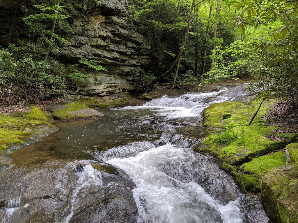 Bear Run Nature Reserve | 1478 Mill Run Rd, Mill Run, PA 15464, USA | Phone: (724) 329-1441