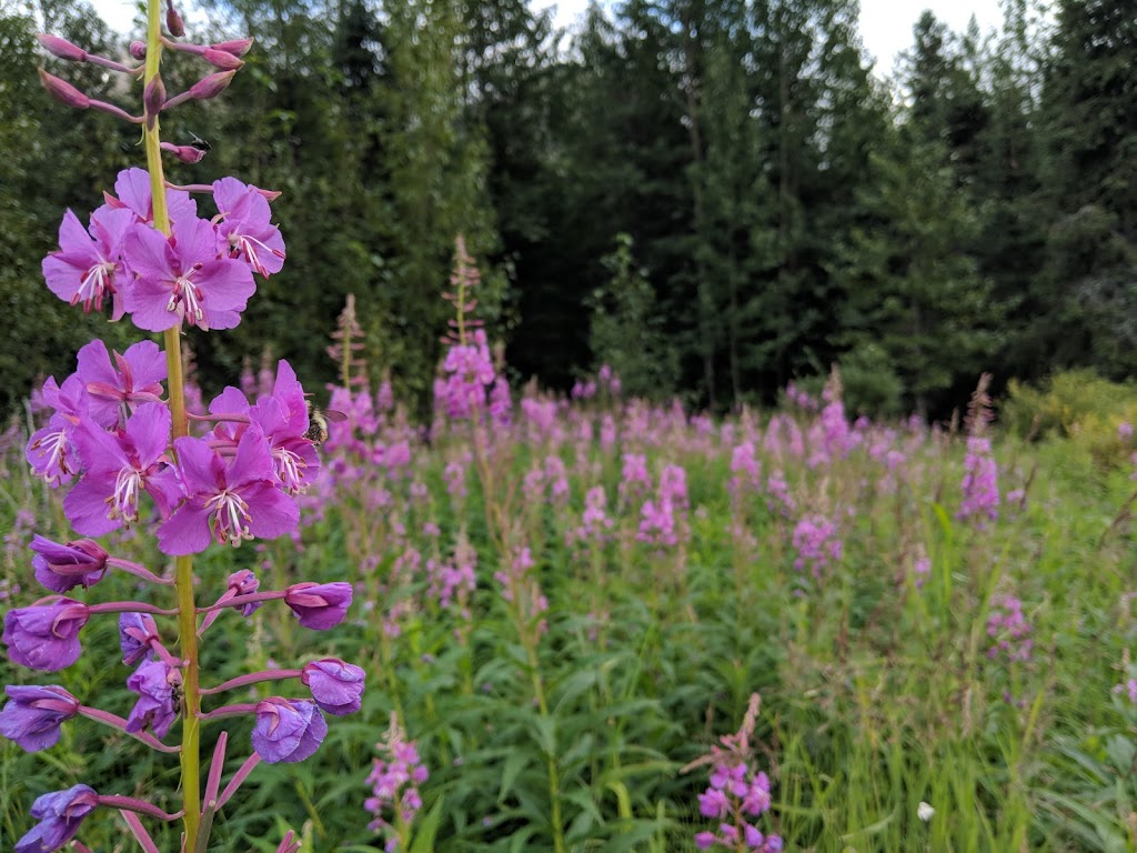 Crescent Lake Cabin | Seward, AK 99664, USA | Phone: (518) 885-3639