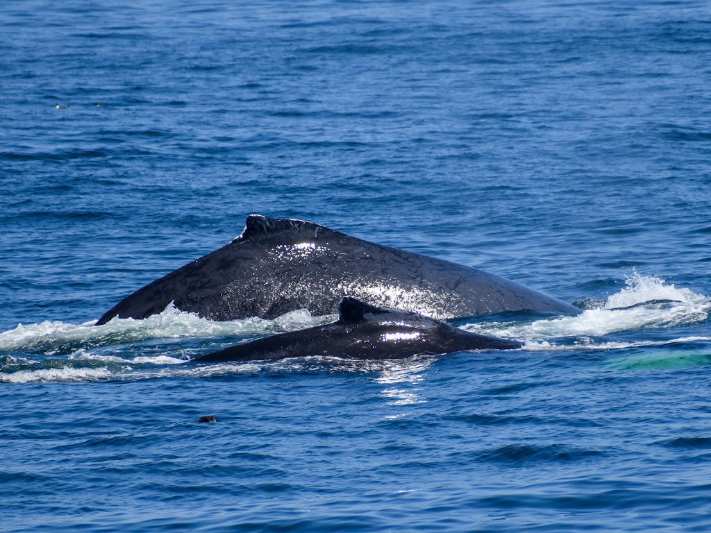 Hyannis Whale Watcher Cruises | 269 Millway, Barnstable, MA 02630, USA | Phone: (508) 362-6088