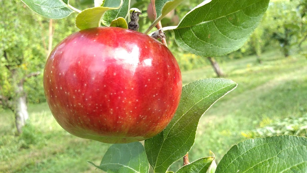 Altamont Orchards Inc. | 6654 Dunnsville Rd, Altamont, NY 12009, USA | Phone: (518) 861-6515