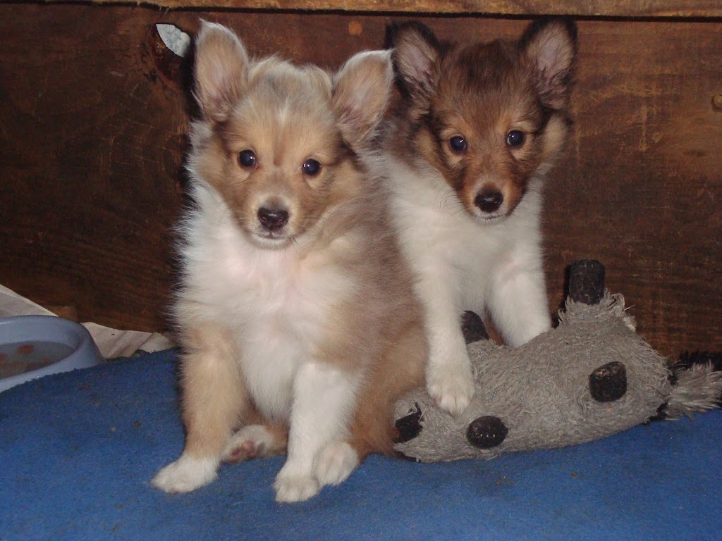 Dog Lovers Ts Sheltie Heaven | 9708 NC-39, Middlesex, NC 27557, USA | Phone: (919) 625-6523