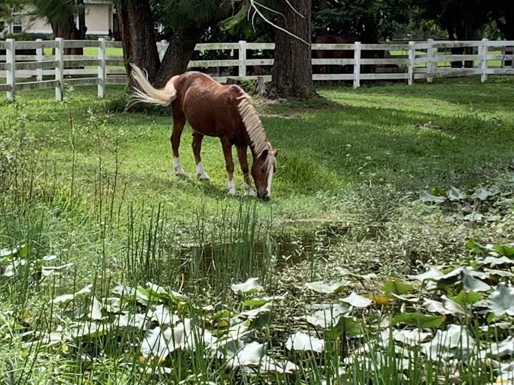 Equilux Show Stables | 15721 SW 51st Manor, Southwest Ranches, FL 33331, USA | Phone: (954) 257-0470