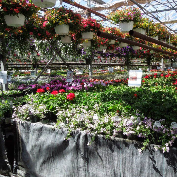 Wistinghausen Florist & Greenhouse | 114 Townline St, Oak Harbor, OH 43449, USA | Phone: (419) 898-4221