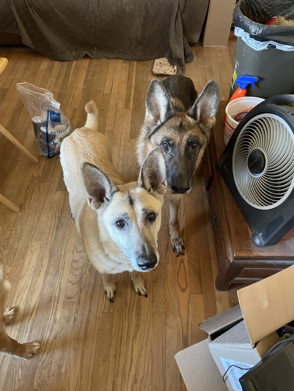 Alpha Veterinary Clinic | 2515 Dayton Xenia Rd, Beavercreek, OH 45434, USA | Phone: (937) 426-9232