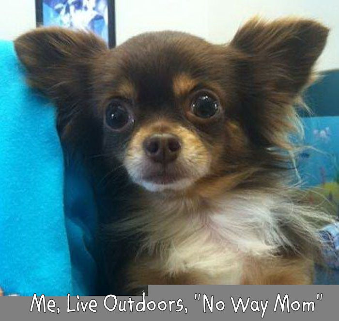 Chihuahuas Wee Love | 780 Lake Shadow Dr, Lavon, TX 75166, USA | Phone: (972) 853-0930