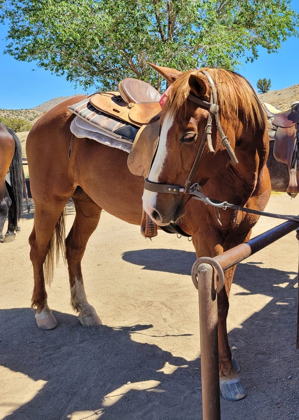 Broken Saddle Riding Co | 26 Vicksville Rd, Los Cerrillos, NM 87010, USA | Phone: (505) 424-7774