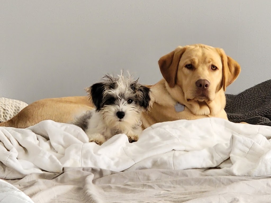 Dogs Retreat | 898 Troy-Schenectady Rd, Latham, NY 12110, USA | Phone: (518) 698-2873