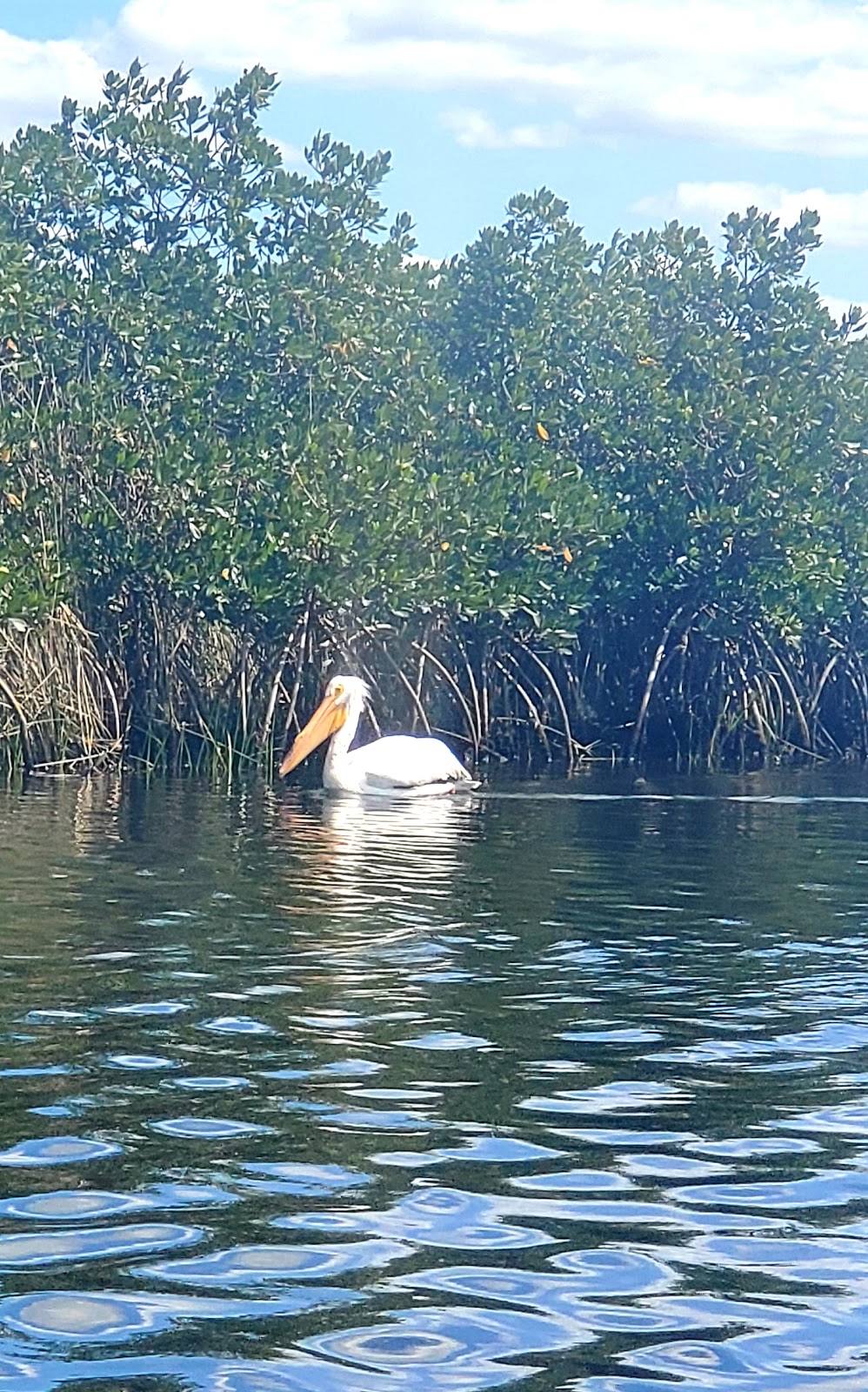 Coconut Kayak Tours | 715 Gulf Blvd, Indian Rocks Beach, FL 33785, USA | Phone: (727) 238-1960