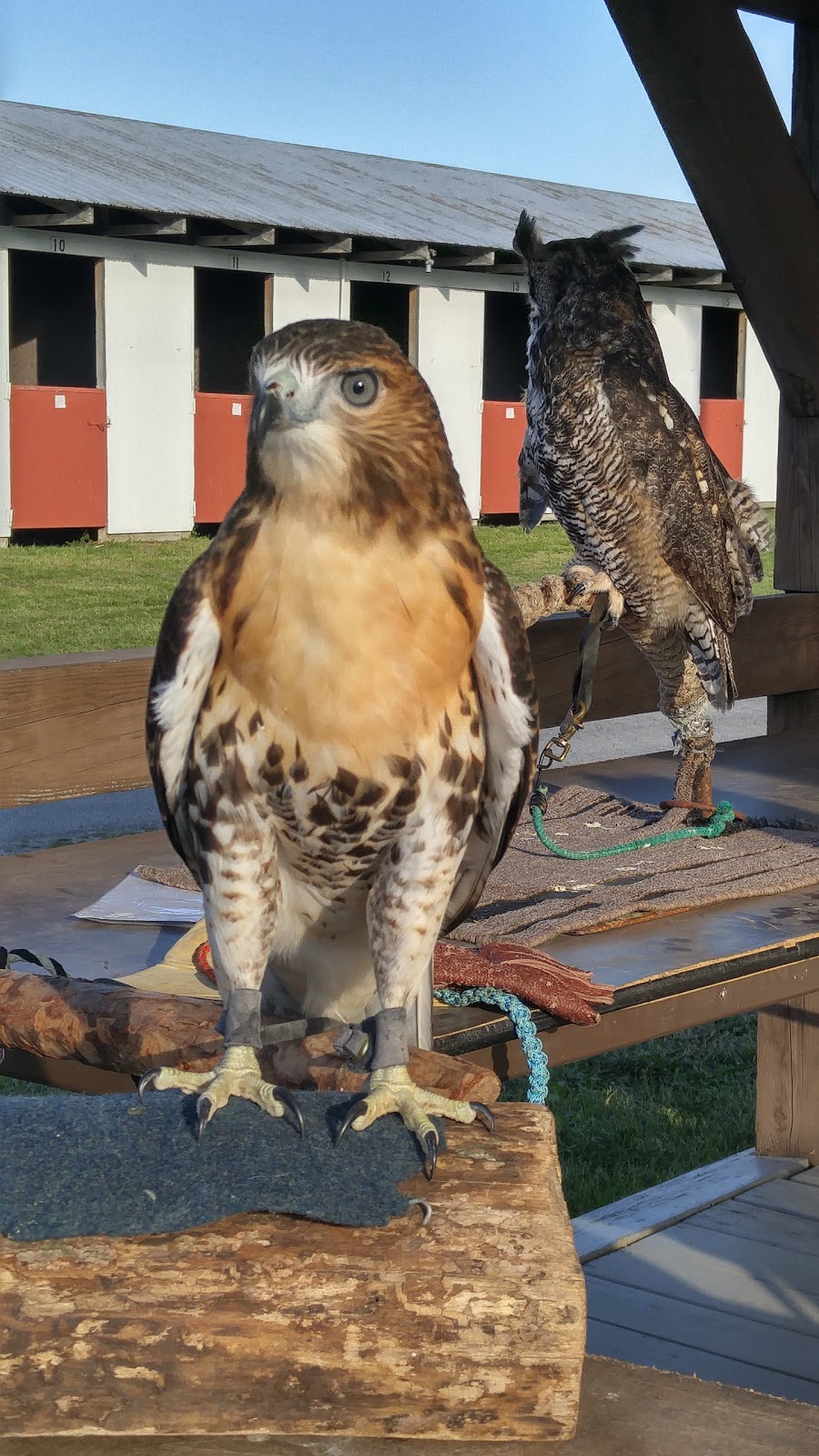 Altamont Fair | New York 146 &, Arlington St, Guilderland, NY 12009, USA | Phone: (518) 861-6671