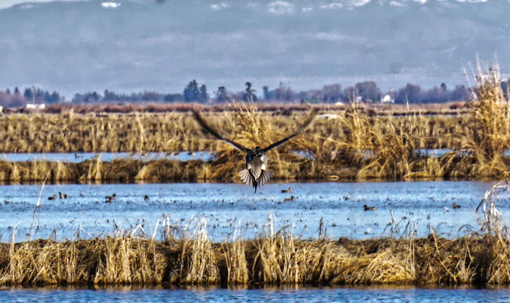 Sutter National Wildlife Refuge | 4529 Schlag Rd, Yuba City, CA 95993, USA | Phone: (530) 934-2801